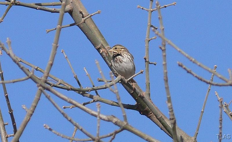 Vesper Sparrow 011208 053
